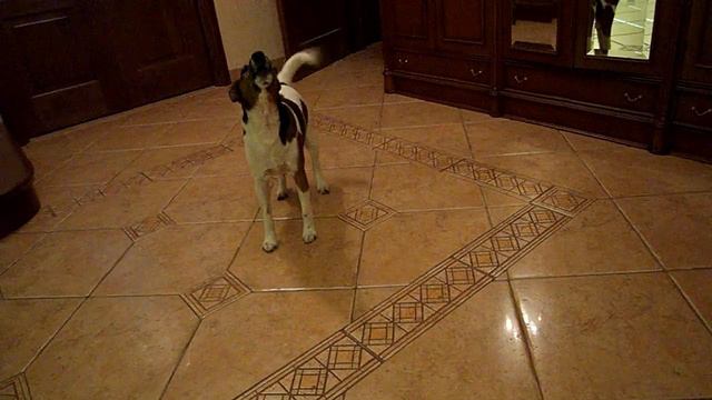 Каспер подпевает,fox terrier song