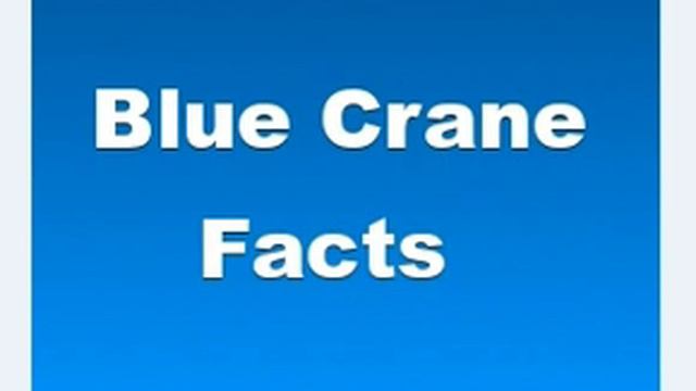Blue Crane Facts - Facts About Blue Cranes