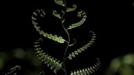 Мощная Всеисцеляющая Матрица Гаряева Мощное Исцеление Всего