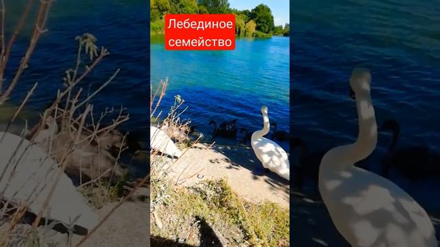 Лебеди на пруду