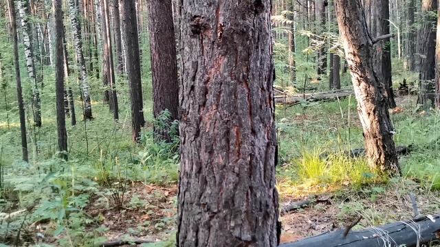 Летняя прогулка по лесу вблизи Новосибирска