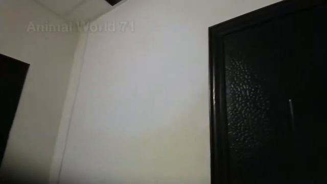 Спасение птички.