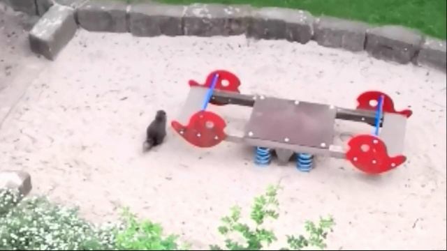 Obzor TiVi: плохой котик ждет лайков :-)