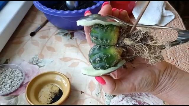 ГИМНОКАЛИЦИУМ БАЛДИАНУМ (БАЛЬДА). ПЕРЕСАДКА ПОСЛЕ ПОКУПКИ И УХОД