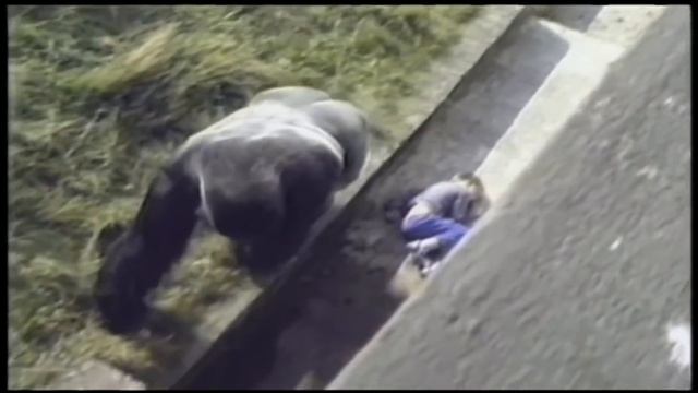 Gorilla comforted a child that had fallen into gorilla pit at zoo
