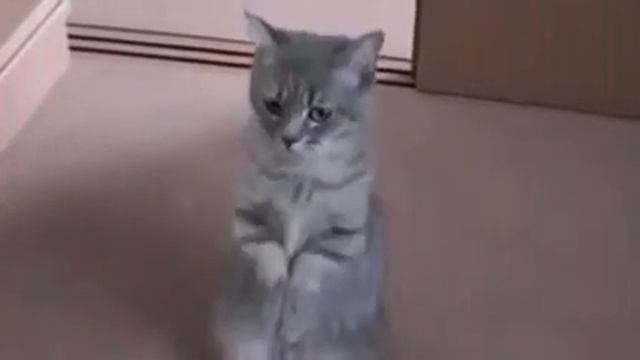 Кот просит покушать на задних лапах