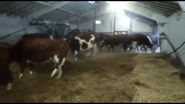 Содержание животных в 35-ти градусный мороз.
