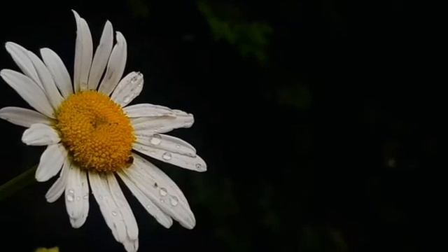 Успокаивающее чтение Корана