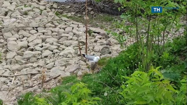 В Центральном парке Тулы чайка выкармливает птенцов