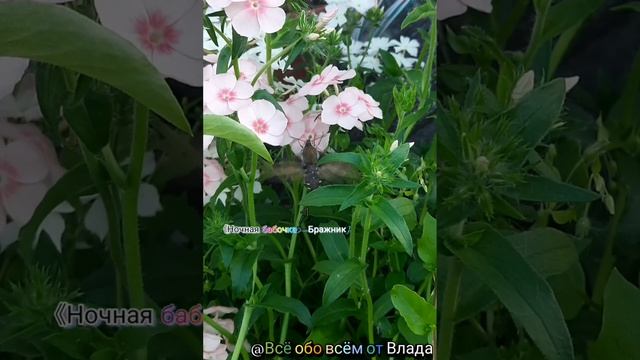 《Ночная бабочка–﹥Бражник}🦋Питается нектаром🏵