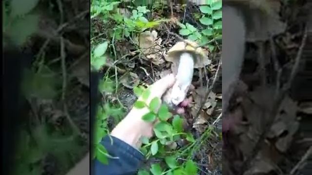 Тихая охота июль 2023 Beautiful mushrooms in July.