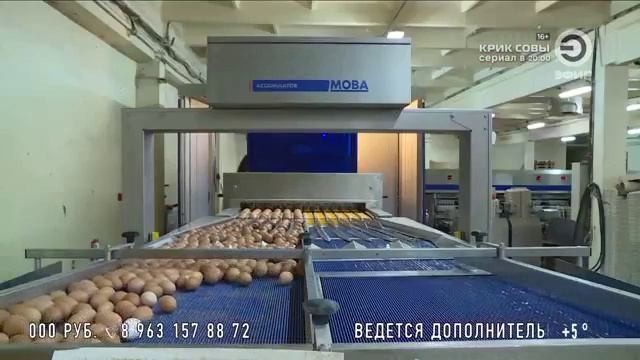 ФАС озаботилась ценами на куриное яйцо (Эфир, Город, 14.11.2023 г.)