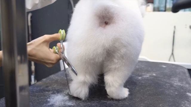 북극곰이 왜 여기서 나와?