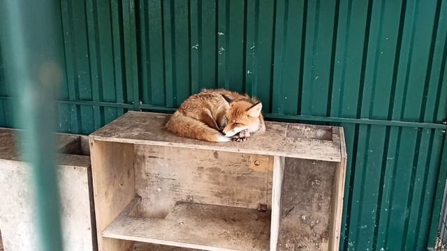 Сон-час????☺❤