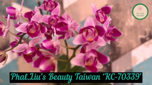 Phal.Lius Beauty Taiwan KC-70339