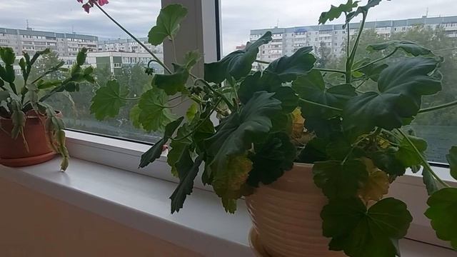 Уборка пластиковых окон, робот пылесос