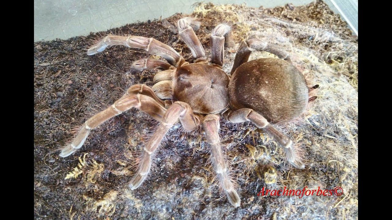 Парим птицееда Theraphosa stirmi / Theraphosa stirmi mating