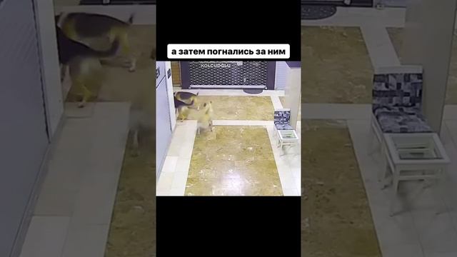 напали толпой