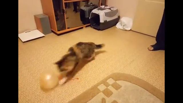 КОШКИ ПРИКОЛИСТКИ Мои любимые кошки Смешные кошки и коты Video YouTube Funny Cats Video
