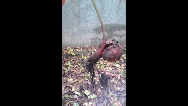 Как выглядит начинающий свой рост грецкий орех внутри и снаружи!
