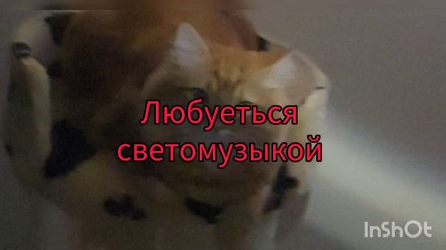 13 декабря 2022 г.Одесса. Как самый позитивный котик Персик живёт без света ??
