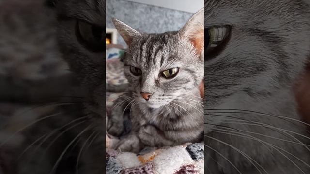 МОЕЙ КОШКЕ 20 ЛЕТ.