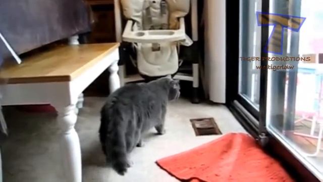 Прикольные животные 2014