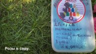 ЦВЕТЕНИЯ РОЗ, ПРЕПАРАТ ОТ ТРИПСА, ЛАННАТ!!! Роза Транквилити Rosa Tranquillity ОШИБЛАСЬ , .
