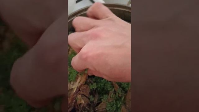 САЛАМ С ЧЕЧНИ! ВСЕМ ВСЕХ БЛАГ! ГОТОВКА ВКУСНЯШЕК НА ИФТАР!
