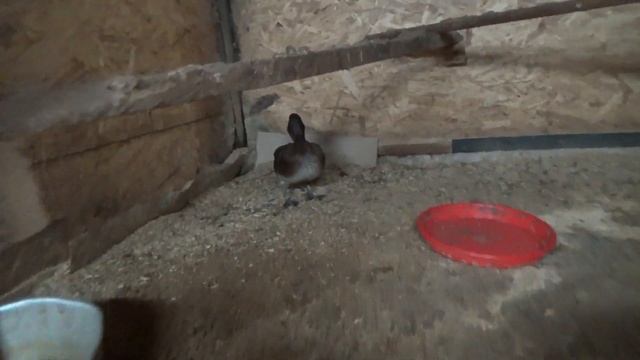 Зимнее содержание кур