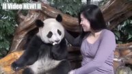 Панда - Веселые и Милые Панды! Видео СБОРНИК - Новое HD