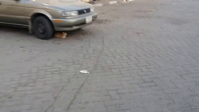 Khor Fakkan l khorfakkan Fish Market l Fishing Boat l Boat Petrol Pump l Fujairah l UAE