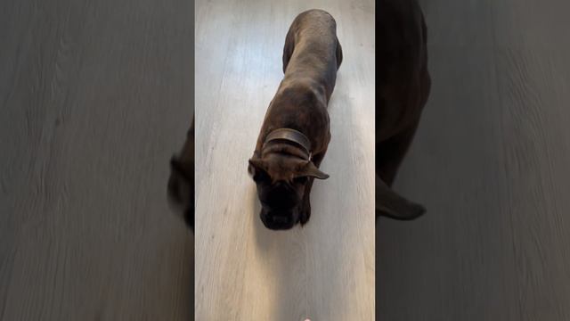 Моей любимой шабаке и другу посвящается