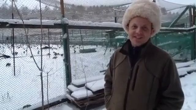 На фазаньей ферме