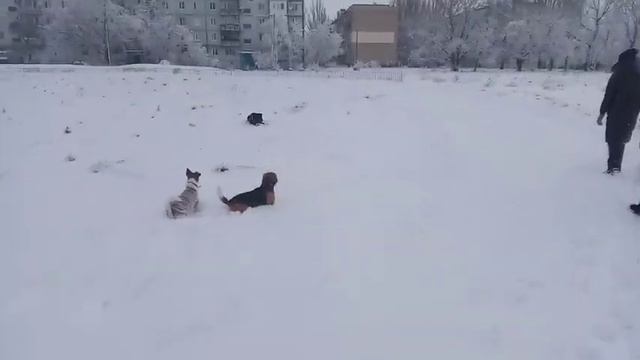 Выгул собак зимой!