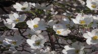 Older Video | Top 5 Most Popular Flowering Trees | NatureHills.com
