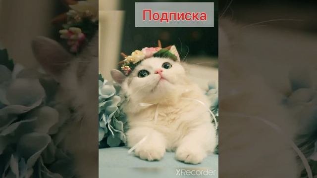 Котики
