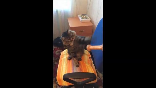 Кот-борец!