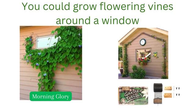 Vertical Garden ideas with flowering vines and climbers to add space to your garden.