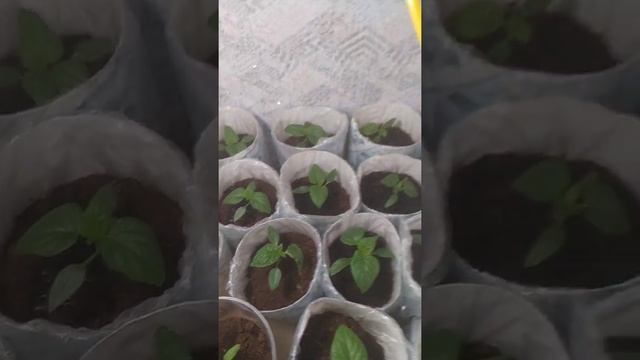 Очень удобная самодельная Лейка для полива рассады