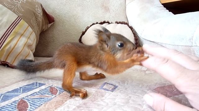 Baby squirrel Noble.  Бельчонок Нобель. Учимся играть. 手工蛋白質