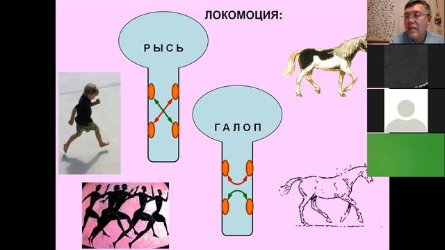 Вячеслав Дубынин Мозг и Новизна МФК осень 2020 лекция 3 любопытство