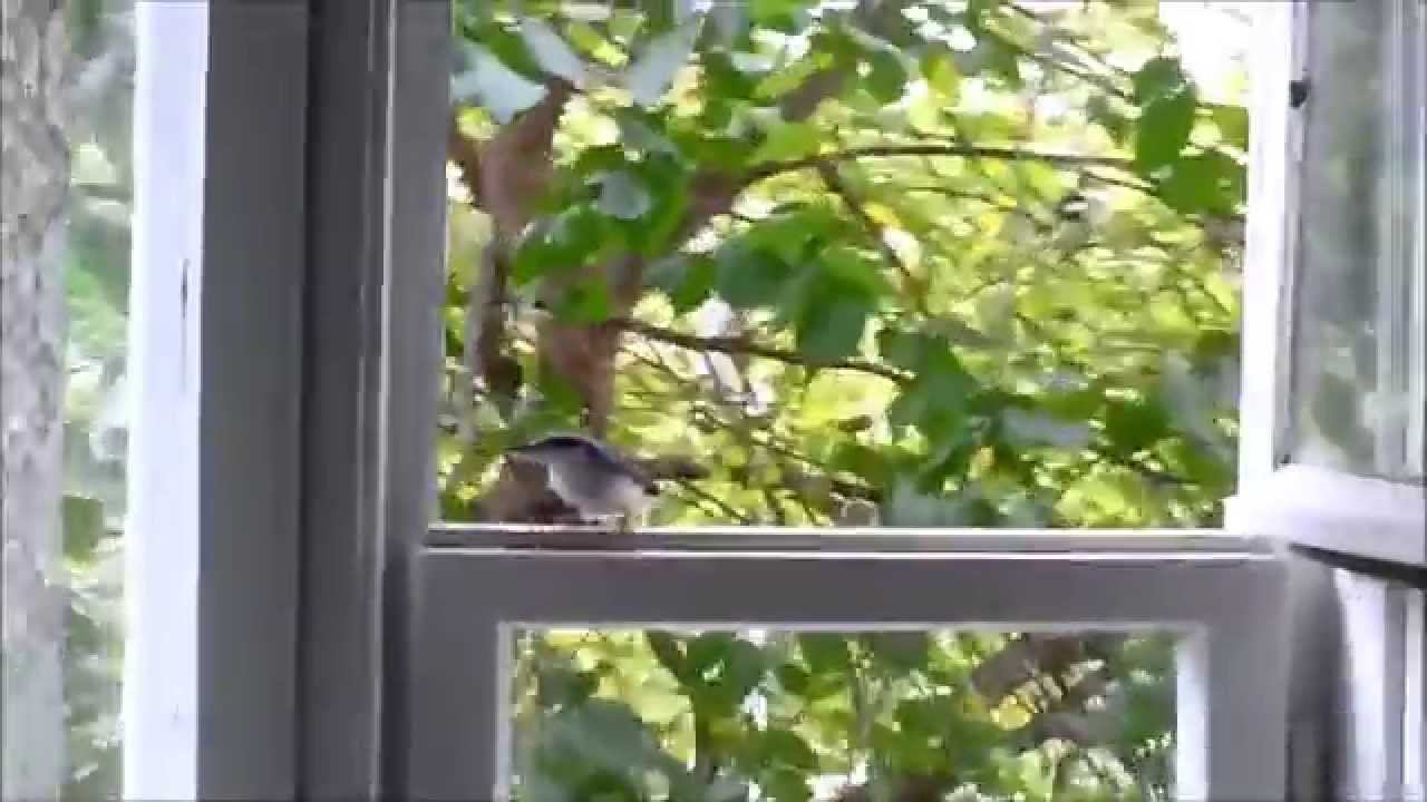 Поползень