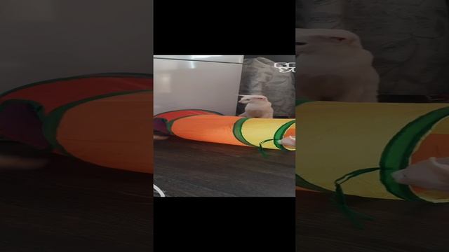 Коты в шоке от щенка