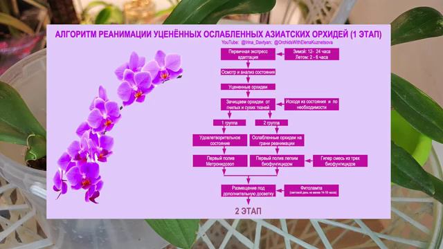 ЯВНАЯ ПРОВОКАЦИЯ для Реанимационных орхидей📌 ОРХОЭКСПЕРЕМЕНТ