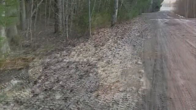 Хозяева привязали собаку и уехали. Она ждала их, но никто не пришел!