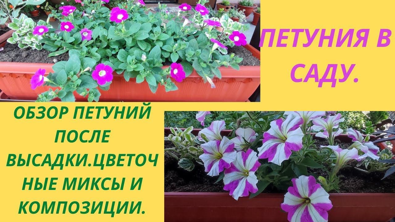 Петунию вынесла в сад. Миксы и цветочные композиции с петуниями. Как украсить петуниями  сад. Уход.