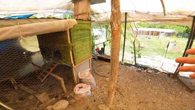 Almanyadan hediye geldi ! keklik yavruları çıktı -tavşanların kümesini düzenledim -Yumurta Toplama