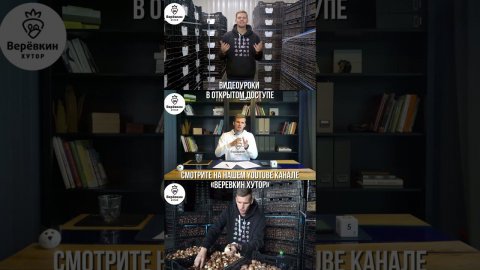 Онлайн курс по выгонке тюльпанов для начинающих #теплица #выгонкатюльпанов #цветы