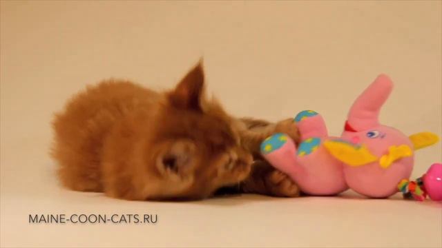 Красный котёнок мейн кун